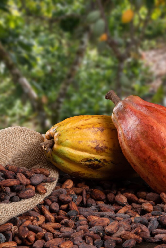 cocoa fruits and raw cocoa beans with defocused cocoa plantation