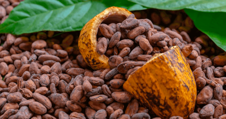 cacao 768x403